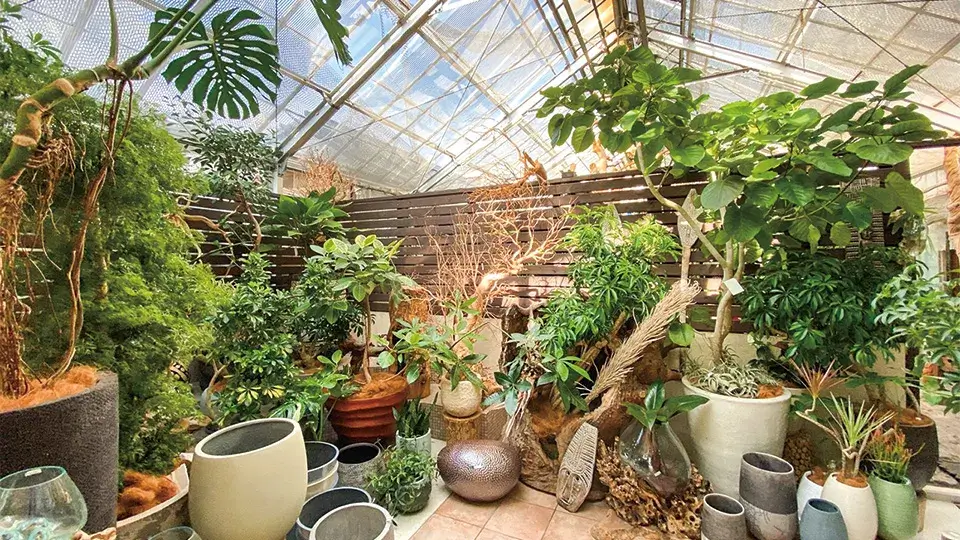 グリーンコーディネーションフズ