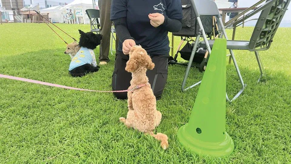 ワンちゃんのしつけ相談会開催！！
