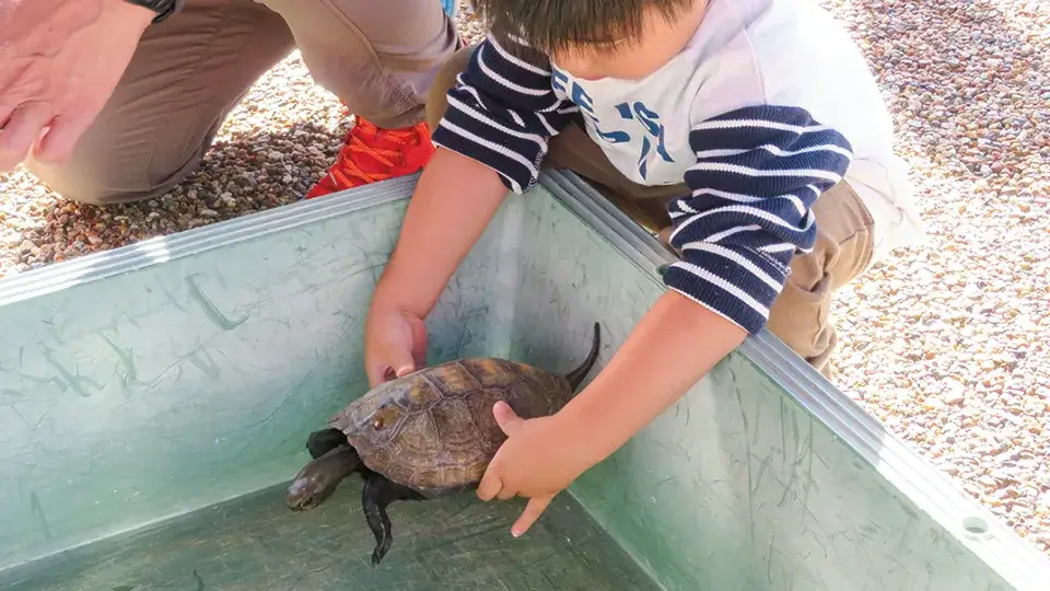 カメさんふれあいコーナー