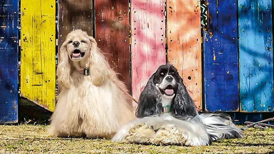 ワンちゃん！フォトコンテスト